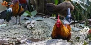 Cách Nuôi Gà Mỹ