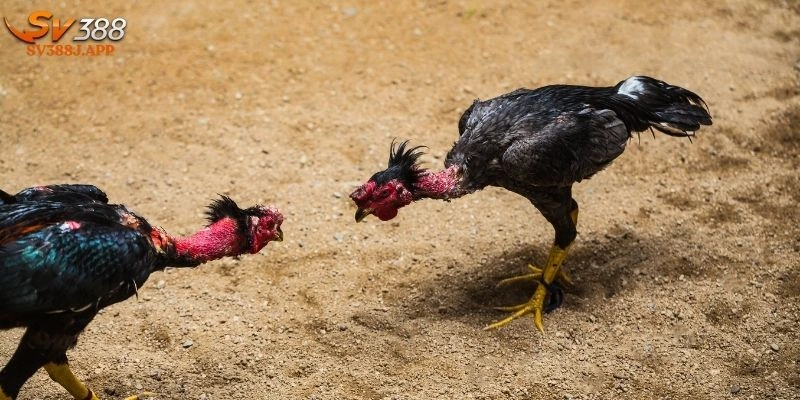 Cách Nuôi Gà Mỹ