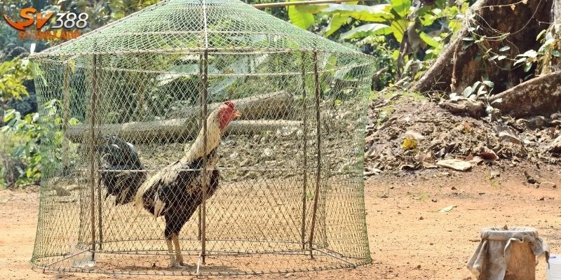 Cách Nuôi Gà Mỹ