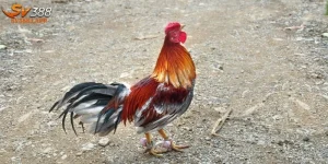 Gà Kiểng