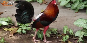 Gà mỹ rặc