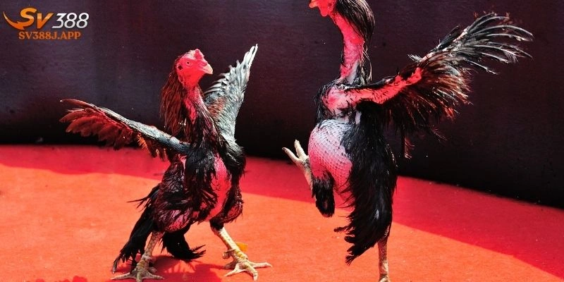 Trực Tiếp Đá Gà C1